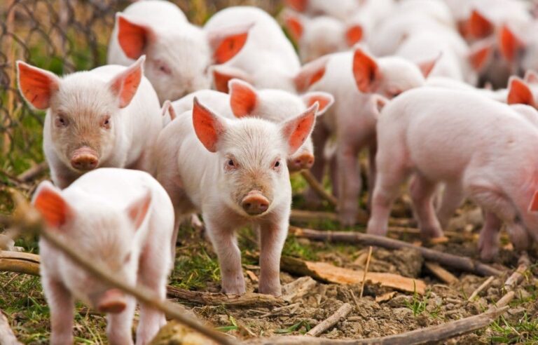 промышленное свиноводство скоращается