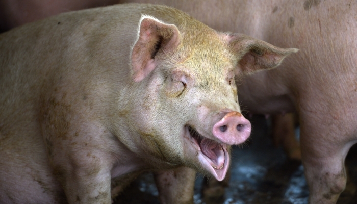 Из-за африканской чумы поголовье свиней в Украине значительно сократилось