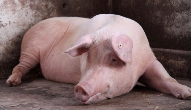 В трех областях Украины выявлена африканская чума свиней