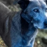 синяя собака