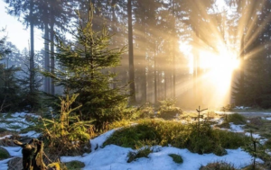 теплая зима