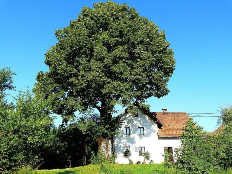 Дерево у дома