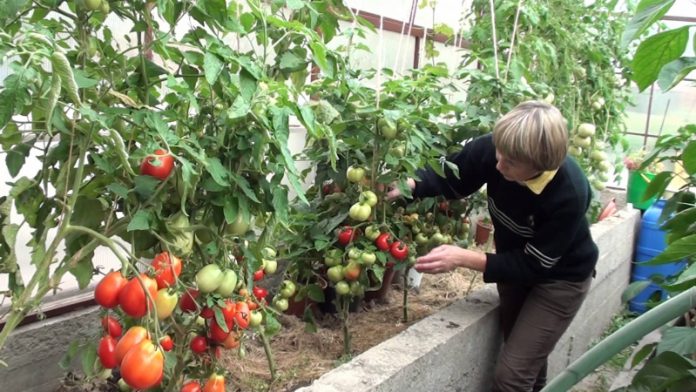 Як виростити справжнє томатне дерево