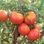 томат сорту Загадка