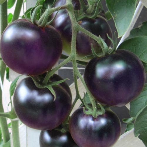 Китайские ученые вывели сорт томатов, который лидирует по содержанию полезных веществ