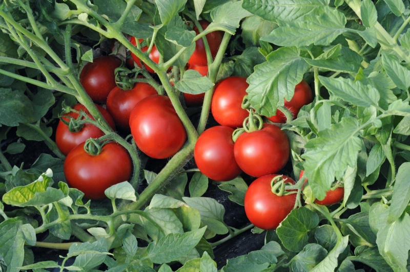 Что можно посадить рядом с томатами: лучшие соседи для хорошего икачественного урожая - На пенсии