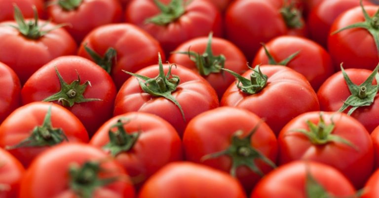 В грузе турецких томатов обнаружен опасный карантинный вредитель
