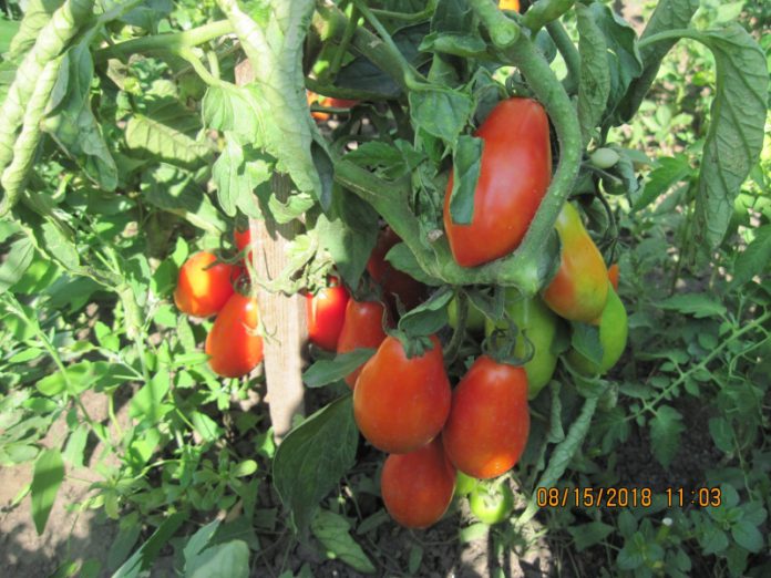 Когда и как следует высевать томаты для получения качественной рассады