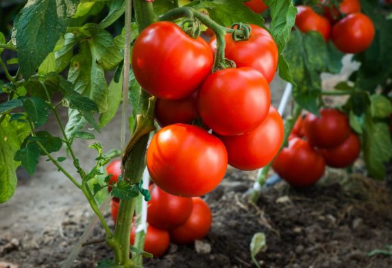Бажаєте зібрати щедрий урожай томатів, обов’язково замочіть у цьому копійчаному розчині насіння