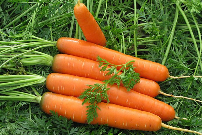 Как вырастить товарную морковь