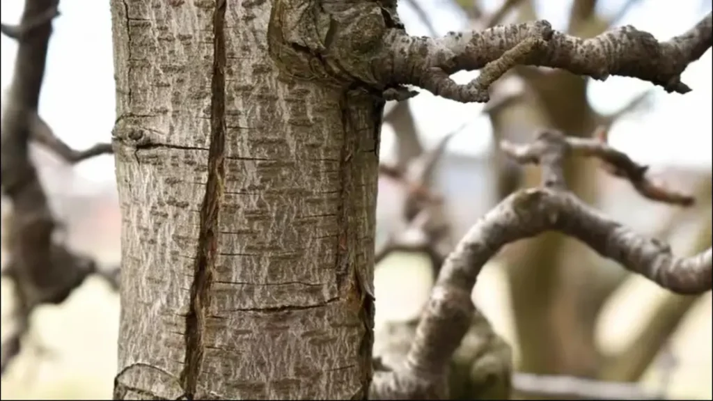 трещина на коре