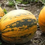 гарбуз Турка