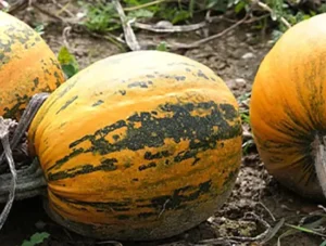 гарбуз Турка