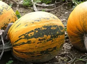 гарбуз Турка