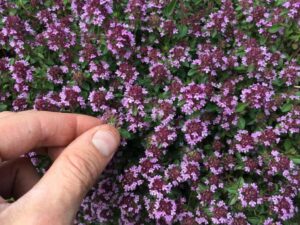 тимьян-чабрец