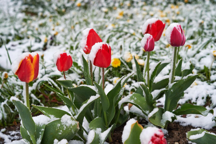 Тюльпани під снігом