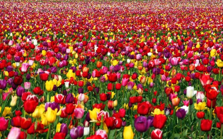 На Закарпатье зацвело самое большое поле тюльпанов