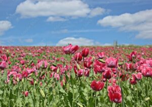 тюльпаны