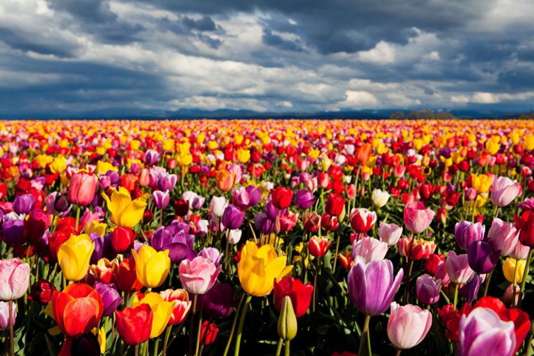 В Голландии массово выкашивают поля тюльпанов
