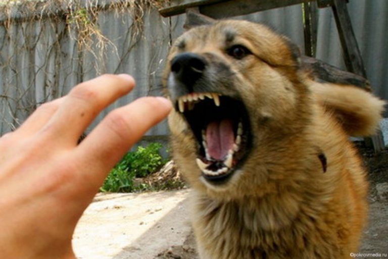 Новости Одесчины: уличных собак прививают от бешенства