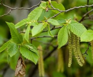 Грабовая ветвь