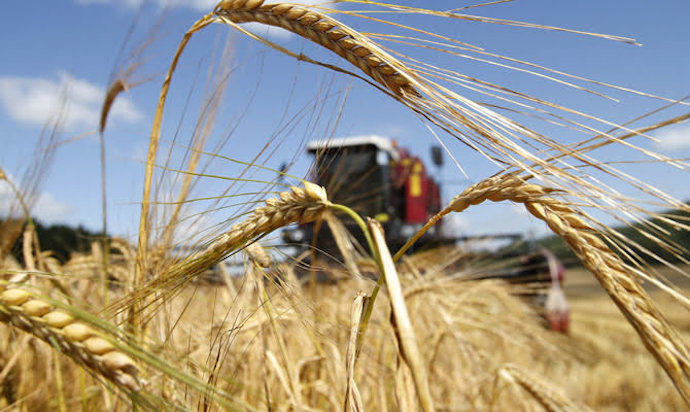 Будет ли Украина с хлебом: в южных областях стартовал сбор урожая
