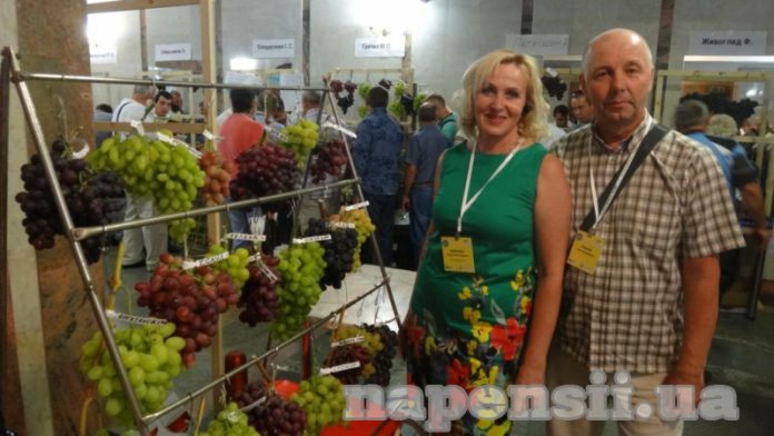 Супруги Елисеевы раскрыли секреты успешного виноградарства