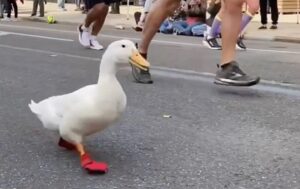 утка марафонец