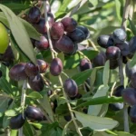 оливки и маслины