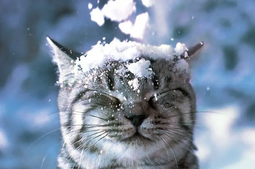кот