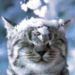 кот