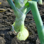 велика цибуля