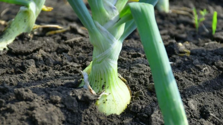 большой лук