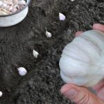 великий озимий часник