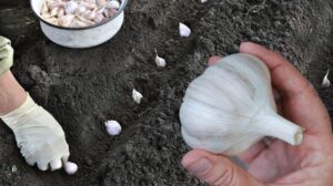 великий озимий часник