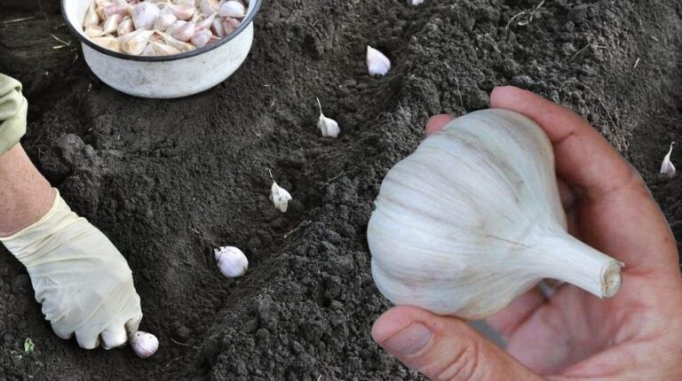 большой озимый чеснок