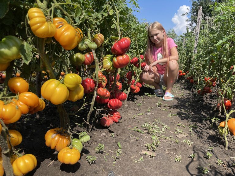 Овощевод из Днепропетровской области назвал самые урожайные сорта томатов в этом сезоне