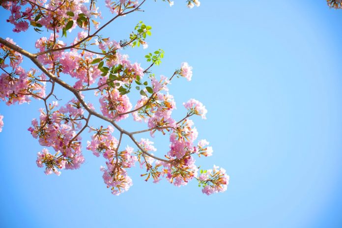 весна цвет дерево
