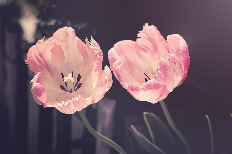 весна тюльпани