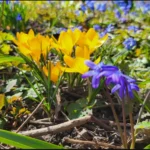 весняні квіти