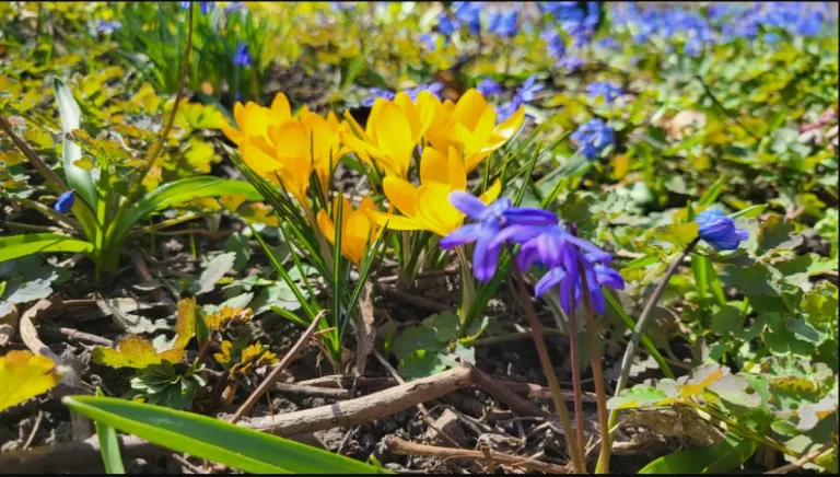 весенние цветы