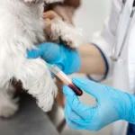 ветеринарные экспресс тесты