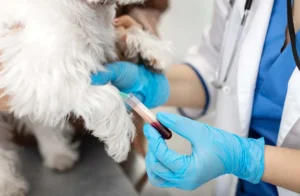 ветеринарные экспресс тесты