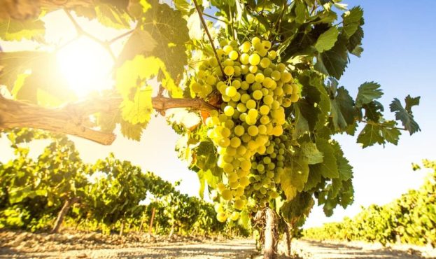 Селекционеры представили два сорта винограда, которые подходят для изготовления вина