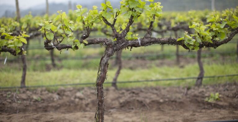 Як правильно посадити саджанець винограду – інструкція для новачка