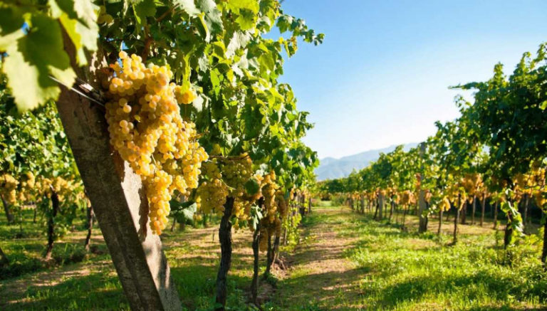 Итальянские селекционеры вывели 40 сортов винограда без косточек