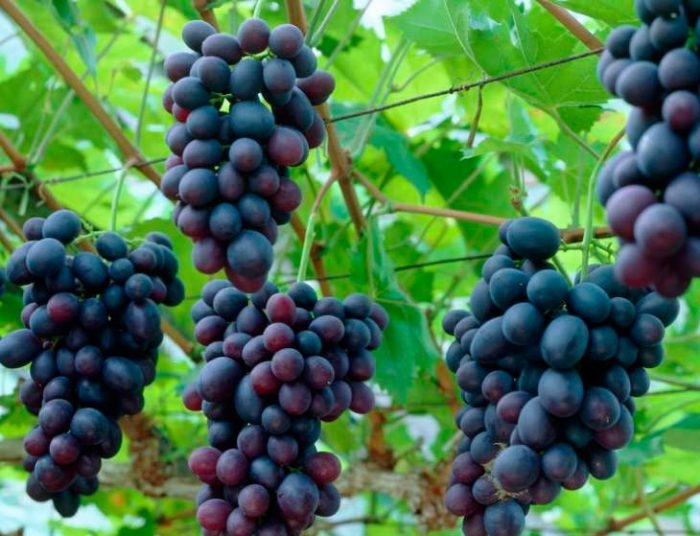 Названа область, где выгодно выращивать виноград
