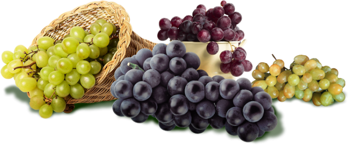 Древний врач - виноград