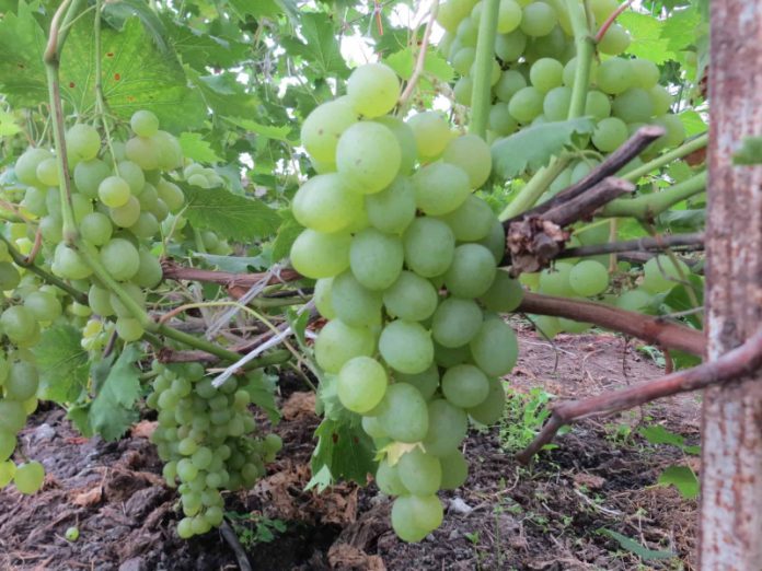 Какие сорта подходят для органического виноградника?