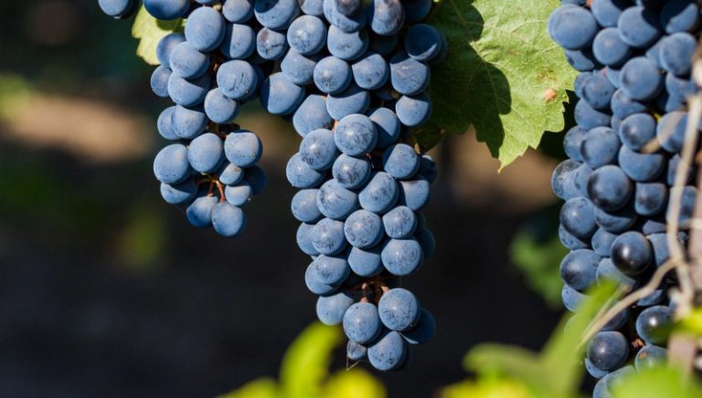Ученые рассказали, что будет с винодельческой отраслью в Украине